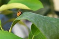 Beautiful Ladybird on a leaf Royalty Free Stock Photo